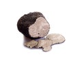 Slice black truffle on white Royalty Free Stock Photo