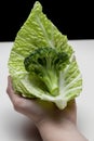A slice of broccoli in a cabbage leaf in the girl`s hand. Royalty Free Stock Photo