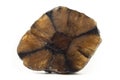 Slice of brown chiastolite mineral from China isolated on a pure white background