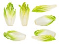 Slice chicory isolated