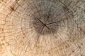 Slice from a fir tree of old wood texture. Royalty Free Stock Photo