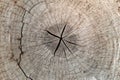 Slice from a fir tree of old wood texture. Royalty Free Stock Photo