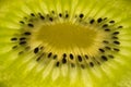 A slice of fresh kiwi Royalty Free Stock Photo