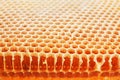 Golden real honeycomb shot close up