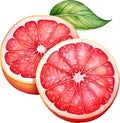 Slice Grapefruit Watercolor Clipart Royalty Free Stock Photo