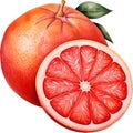 Slice Grapefruit Watercolor Clipart Royalty Free Stock Photo