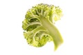 Healthy ripe broccoli branch