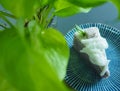 Slice of homemade taro and coconut cake