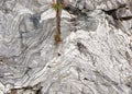 A slice of marble. Marble rocks in the wild. Natural stone. The grass in marble cliff