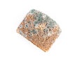 Slice of moldy bread, rotten and uneatable. Studio shot Royalty Free Stock Photo