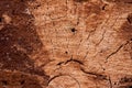 Slice of old rotten tree. Close-up.Very high quality photo