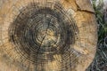 Slice old round log closeup Royalty Free Stock Photo