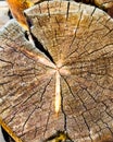 Slice old round log closeup texture for design nature concept Royalty Free Stock Photo