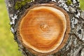 A slice of an old tree. Tree rings