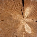 Slice Of Old Wood Texture Royalty Free Stock Photo