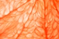 Slice of red Grapefruit. Close-up macro. So fresh Royalty Free Stock Photo