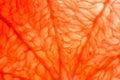 Slice of red Grapefruit. Close-up macro. So fresh Royalty Free Stock Photo