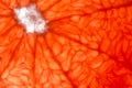 Slice of red Grapefruit. Close-up macro. So fresh Royalty Free Stock Photo