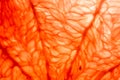 Slice of red Grapefruit. Close-up macro. So fresh Royalty Free Stock Photo