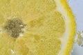 Slice of ripe lemon in water on white background. Close-up of lemon in liquid with bubbles. Slice of ripe citron in Royalty Free Stock Photo