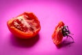 Slice of rotten red tomato vegetable  isolated on a magenta background Royalty Free Stock Photo