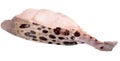 Slice of wolffish Royalty Free Stock Photo