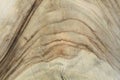 Slice of wood timber texture Royalty Free Stock Photo