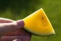 Slice of yellow watermelon handled by woman hand Royalty Free Stock Photo