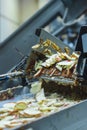 Sliced apples on a conveyor belt in food processing facility