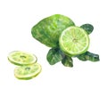 Sliced bergamot. Watercolor illustration on a white background. Royalty Free Stock Photo