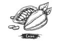 Sliced cacao fruit and beans. Sketch of cocoa pod