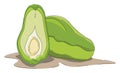 Sliced chayote , vector or color illustration