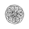 Sliced circle of citrus fruit. A slice of tangerine lemon orange lime hand drawn black outline doodle sketch clip art. Coloring Royalty Free Stock Photo