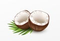 Sliced Coconut Isolated on White Background. Realistic vector illustration