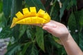 Sliced cube of fresh mango on female hand against blurred green mango tree background. selective focus Royalty Free Stock Photo