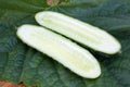 Sliced cucumber Royalty Free Stock Photo