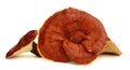 Sliced dried Lingzhi reishi mushroom. It is medicinal mushroom. Royalty Free Stock Photo