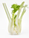 A single Sliced Fennel bulb Royalty Free Stock Photo