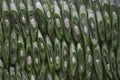 Sliced Green Beans Texture Background Royalty Free Stock Photo