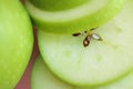 Sliced green Granny Smith apple Royalty Free Stock Photo