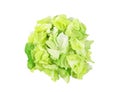 Sliced green lettuce isolated on white background. Top view Royalty Free Stock Photo