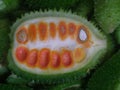 Sliced half piece of spiny gourd. Close-up view.