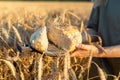 Sliced homemade bread on a cooking board in the hands of a woman against the background of a wheat field. Wheat harvest