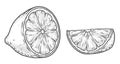 Sliced lemon monochrome set logotype