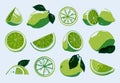 Sliced lime set. Cartoon whole organic citrus fruits, lemon and lime peel segments in flat style, healthy diet elements