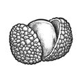 Sliced lychee fruit with kernel. Vector sketch