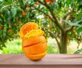 Sliced orange fruit splashing about orange juice on wooden table. Orange garden in the background Royalty Free Stock Photo