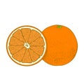 Sliced orange fruits isolated on a white background. Hand drawn color line art. Retro design. Royalty Free Stock Photo