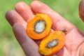 oil palm, endosperm and mesocarp