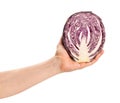 sliced red cabbage in hand Royalty Free Stock Photo